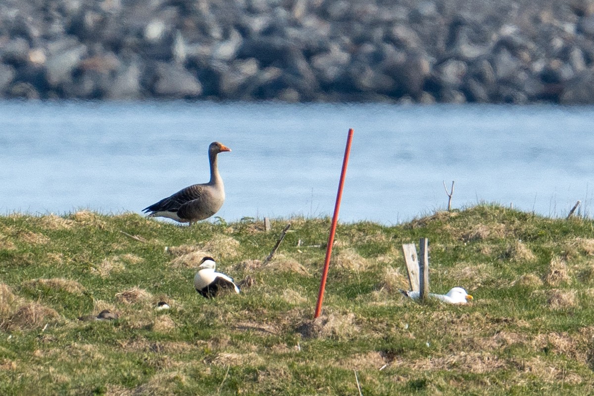 Graylag Goose - ML606704981