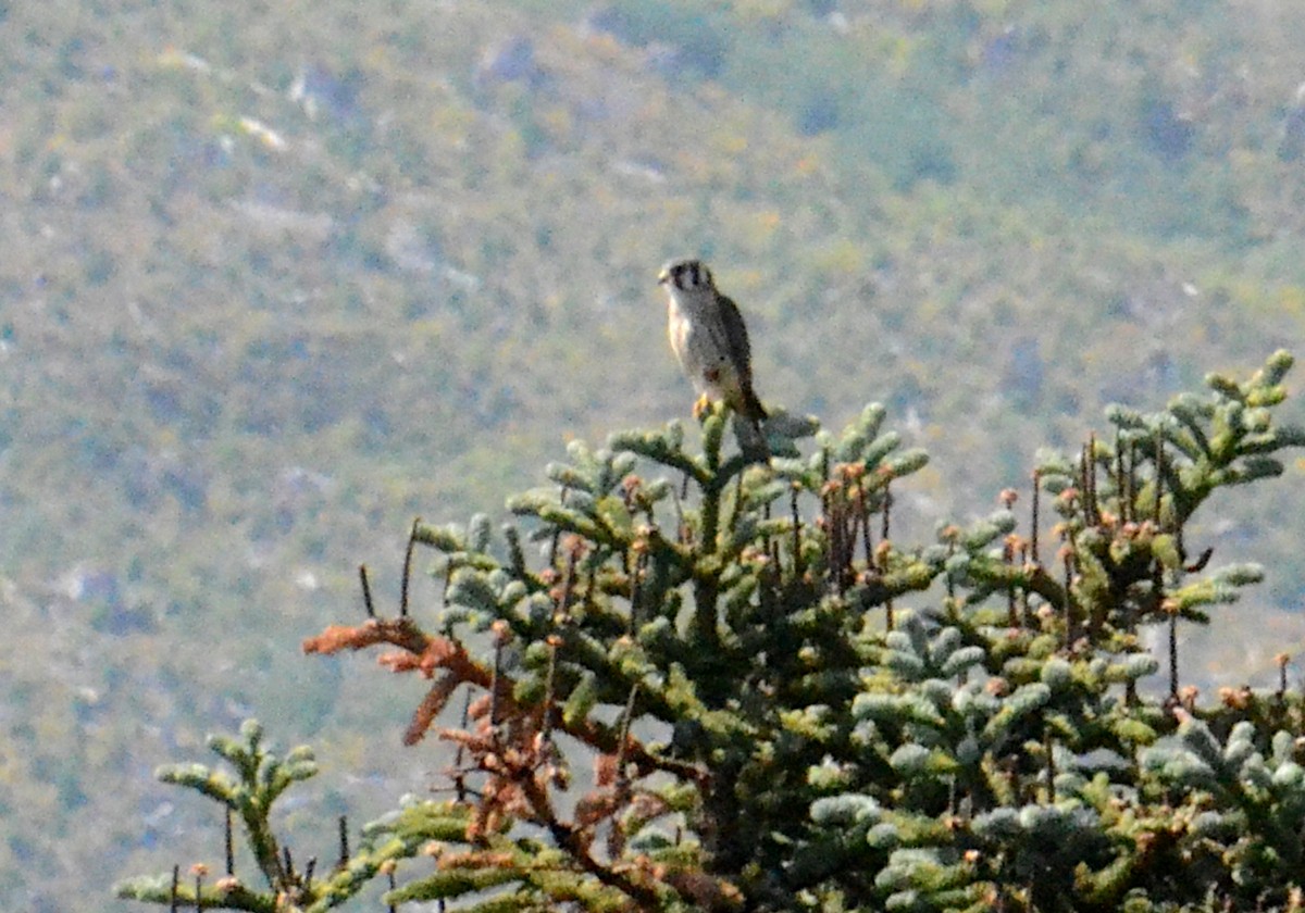 American Kestrel - ML606705021