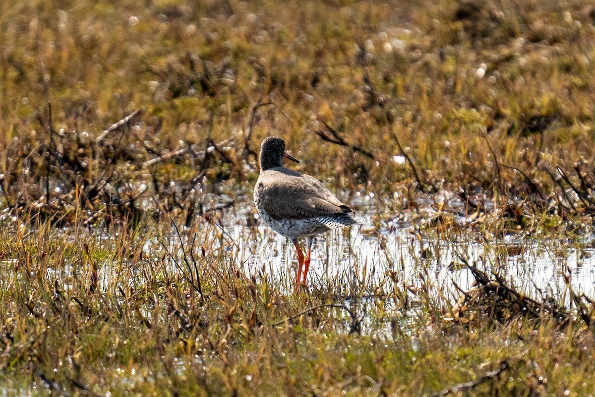 Common Redshank - ML606705071