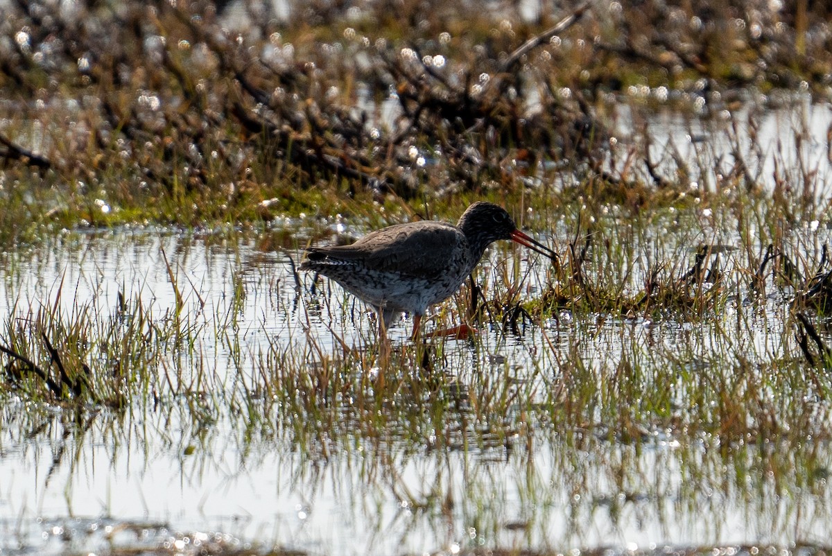 Common Redshank - ML606705091