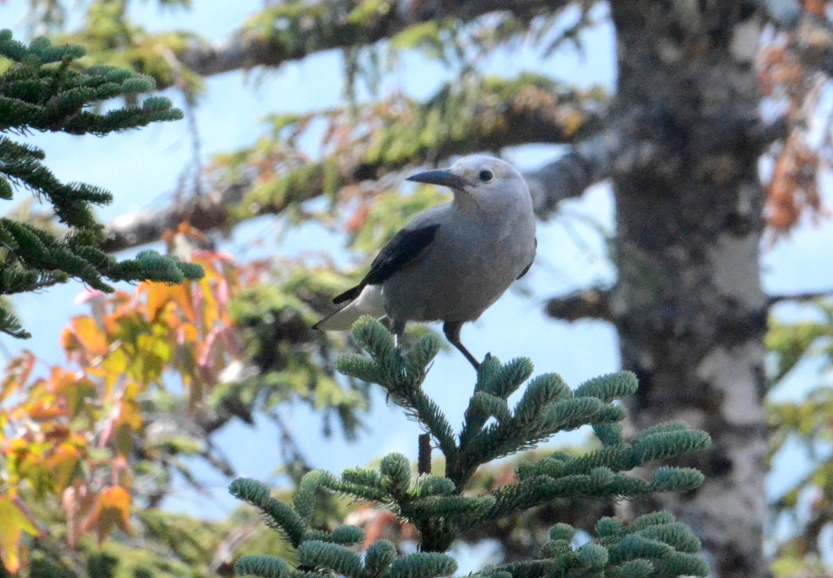 Clark's Nutcracker - ML606705121