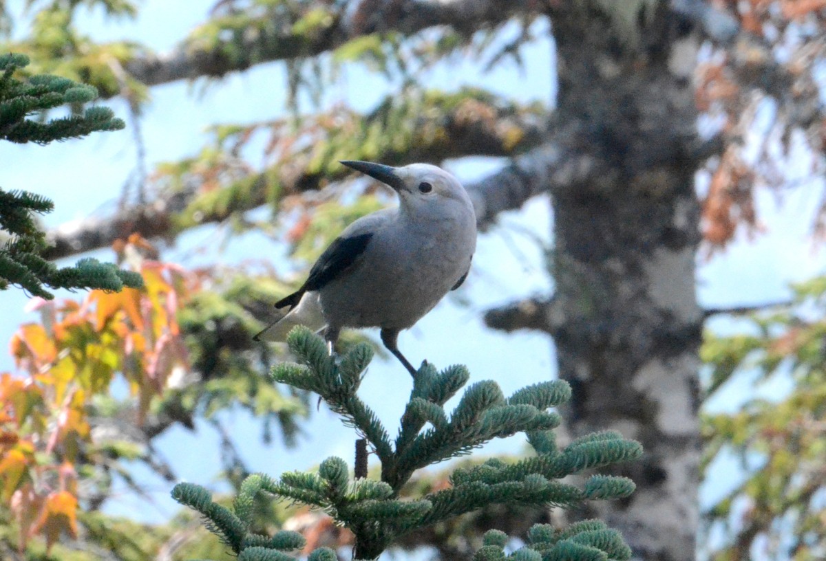 Clark's Nutcracker - ML606705131