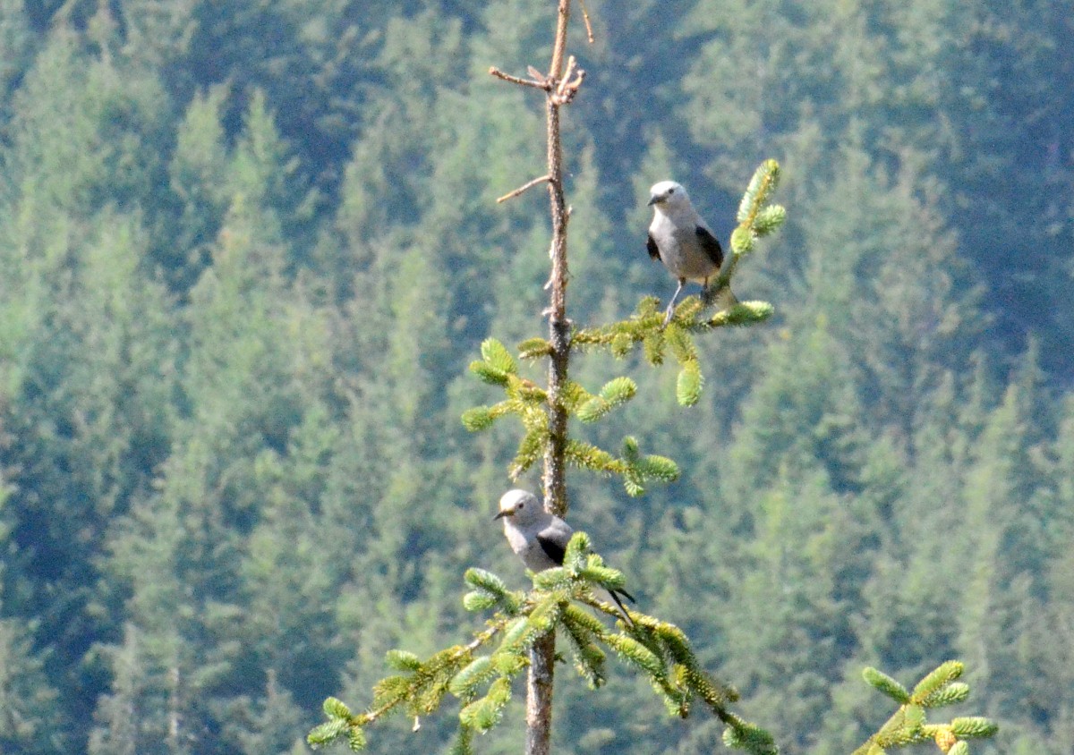 Clark's Nutcracker - ML606705141