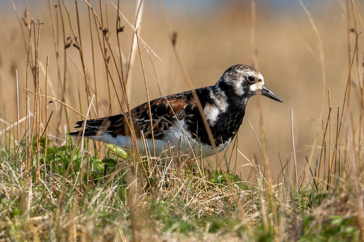 Ruddy Turnstone - ML606705261