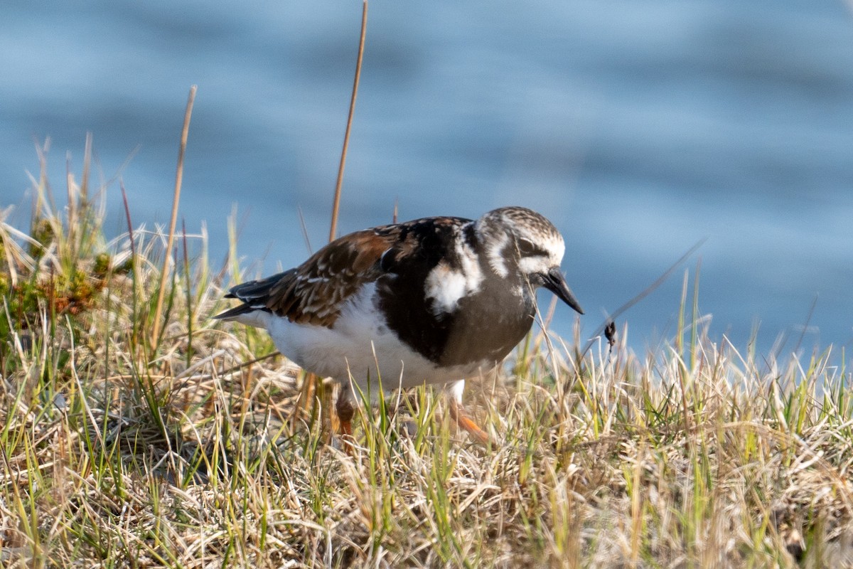 Ruddy Turnstone - ML606705271