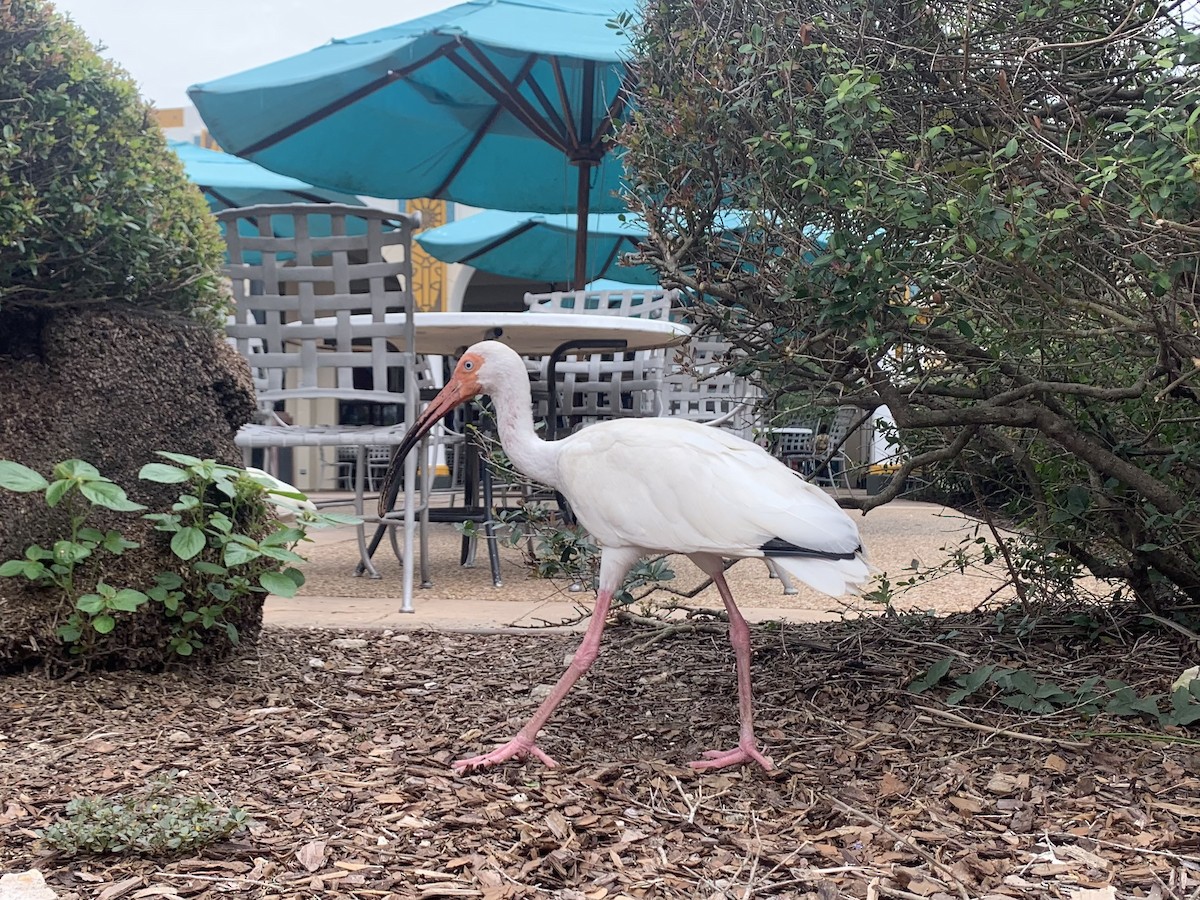 White Ibis - ML606705371