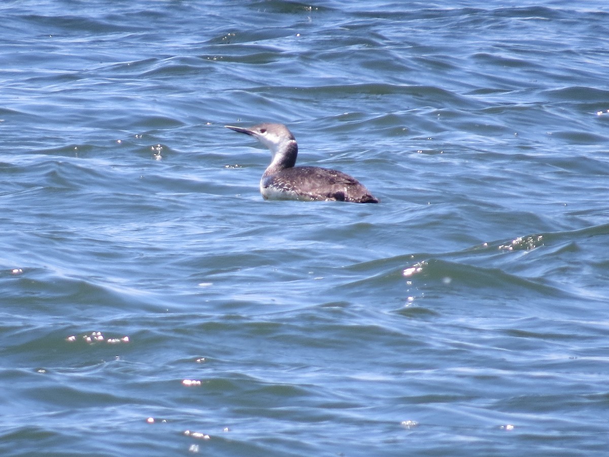 Red-throated Loon - ML60670551