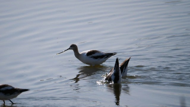 American Avocet - ML606705671