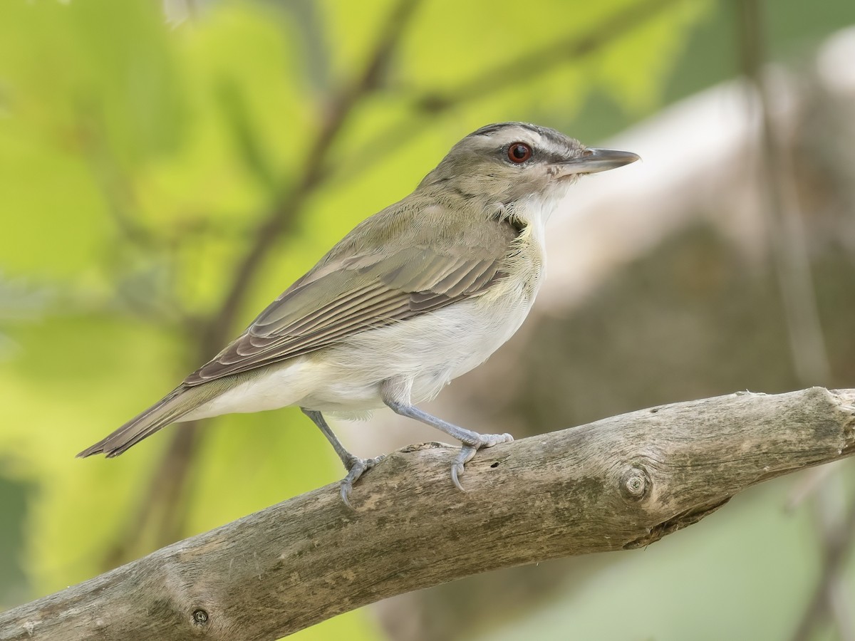 Red-eyed Vireo - ML606705711