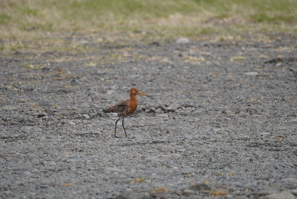 Black-tailed Godwit - ML606705761