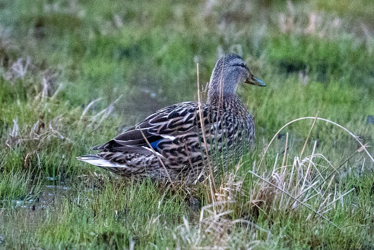 Mallard - ML606706751