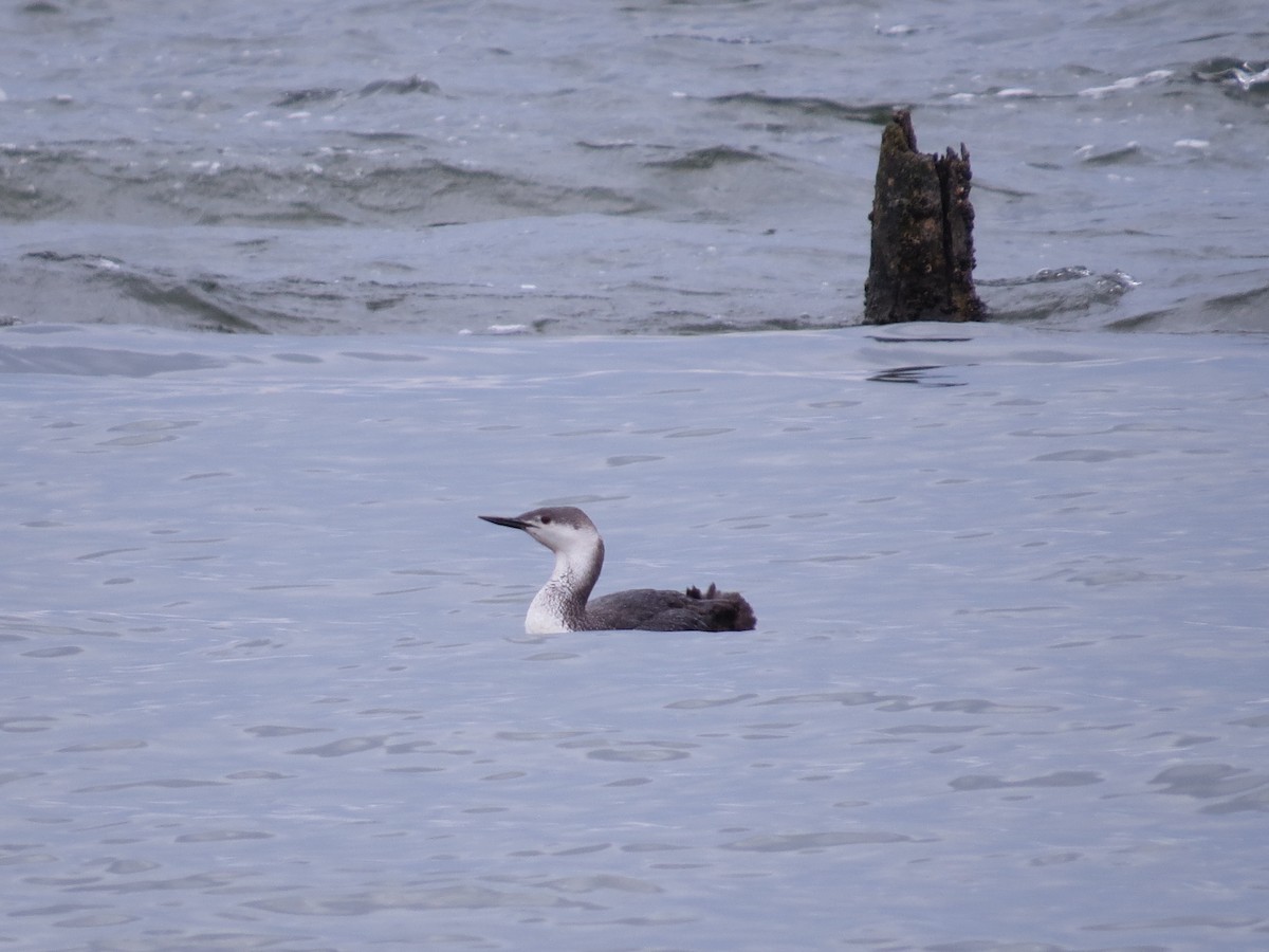 Red-throated Loon - ML60670741