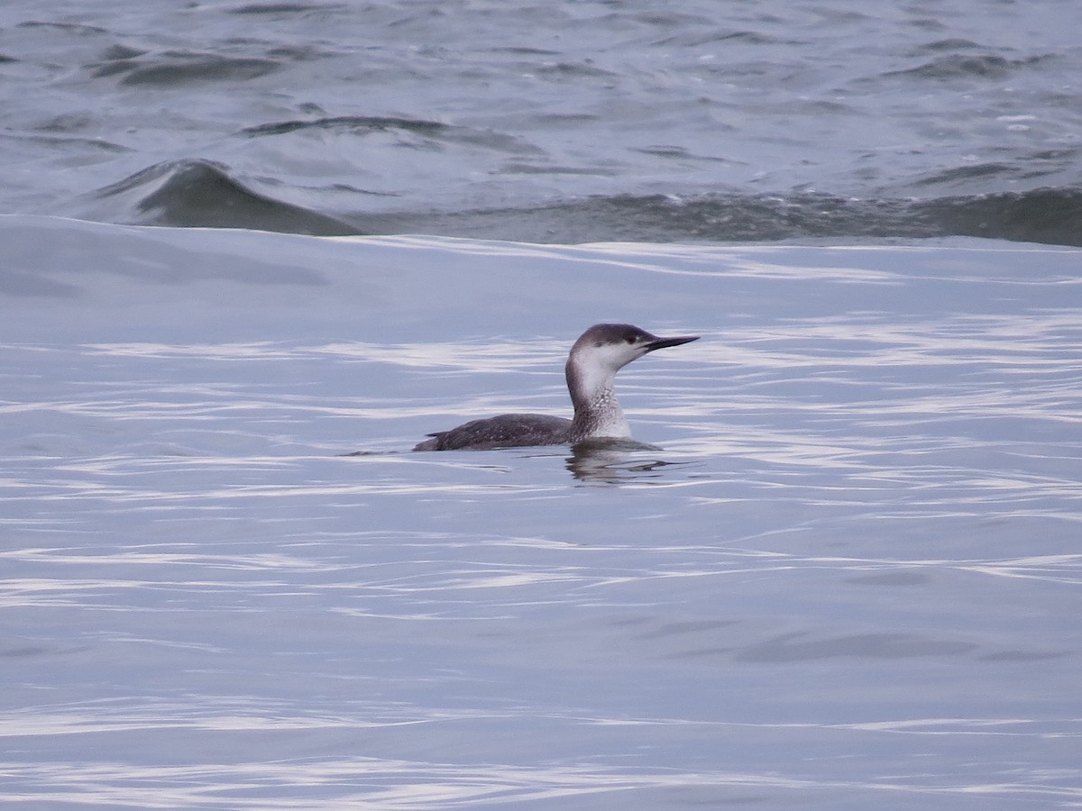 Red-throated Loon - ML60670751