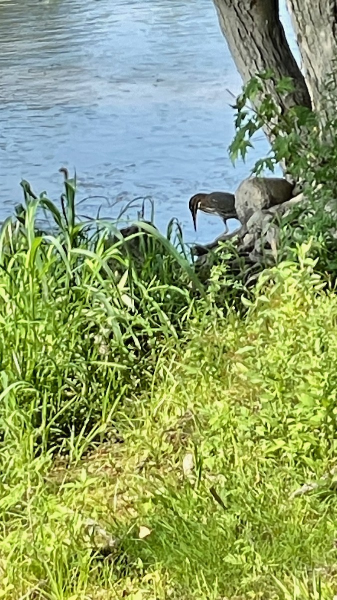 Green Heron - ML606707671