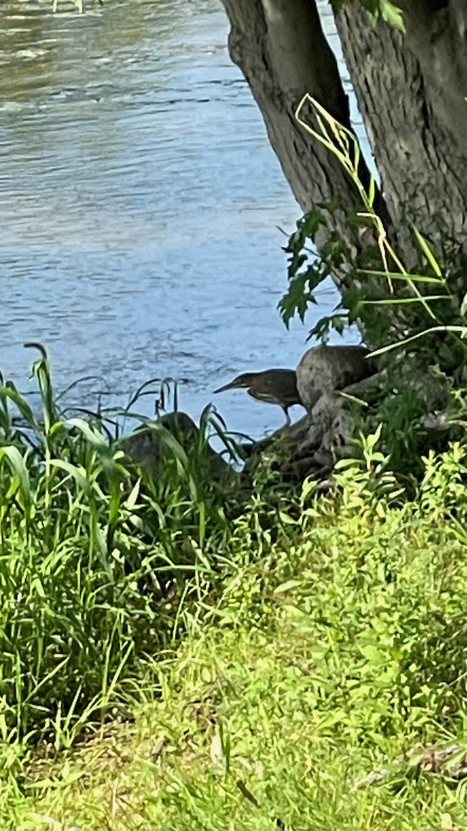 Green Heron - ML606707721