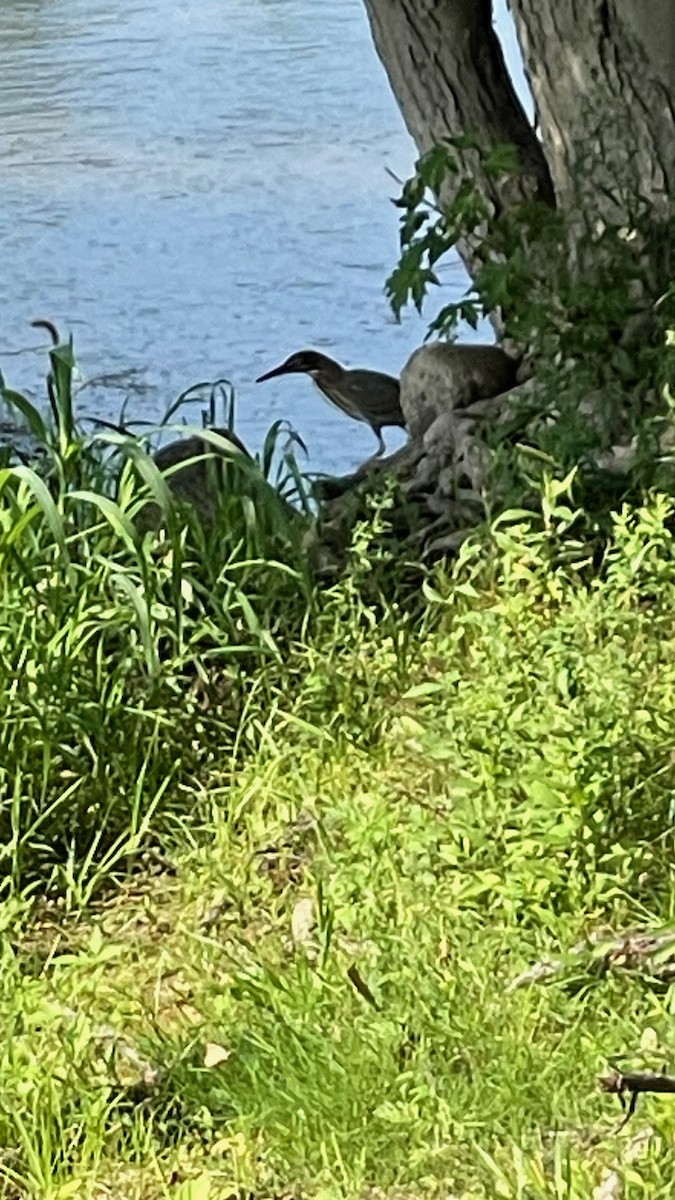 Green Heron - ML606707751