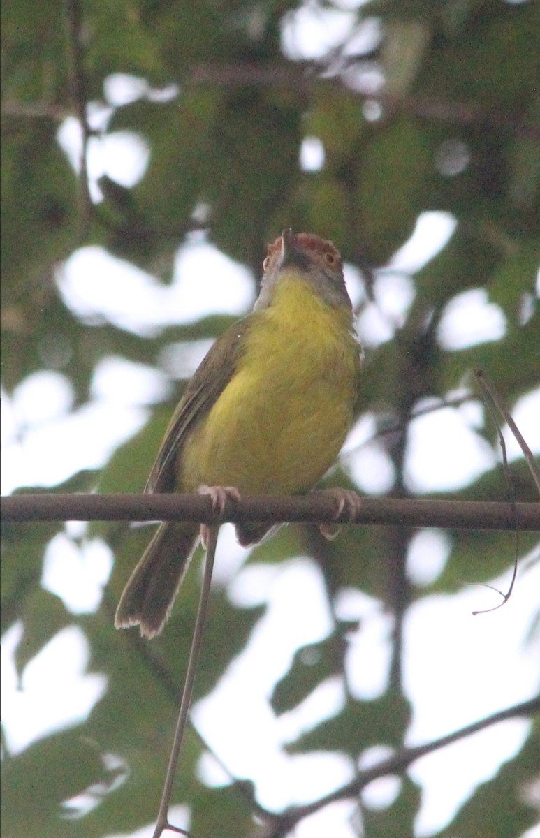Rufous-browed Peppershrike - ML606707761