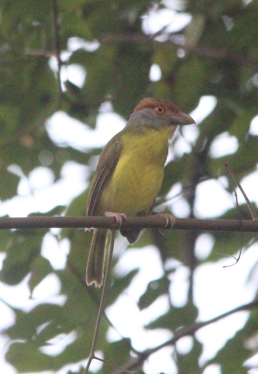 Rufous-browed Peppershrike - ML606707771