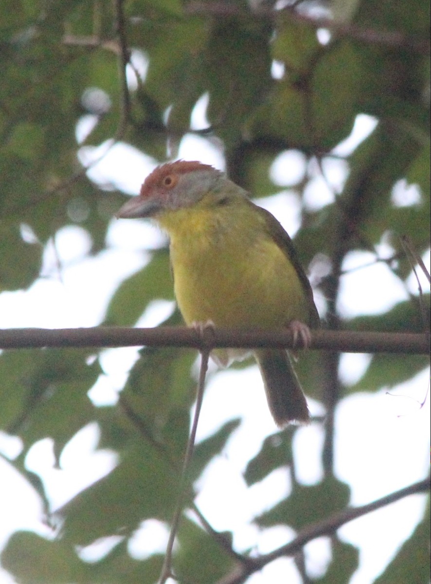 Rufous-browed Peppershrike - ML606707781
