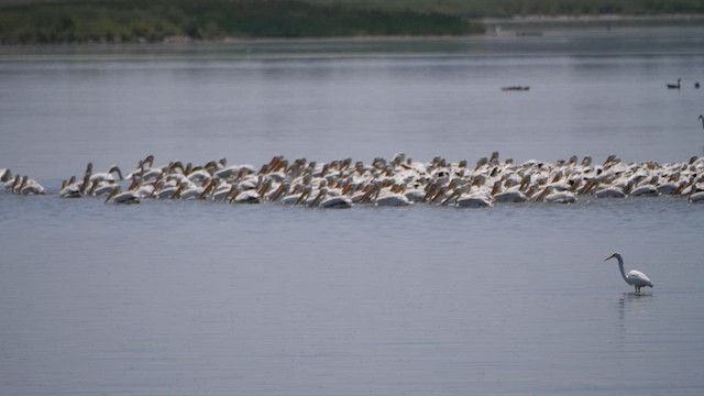 American White Pelican - ML606707871