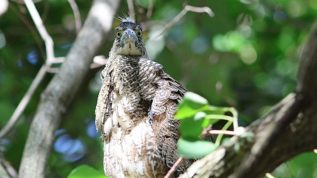 Malayan Night Heron - ML606709161