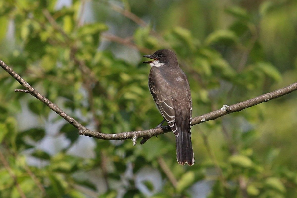 Eastern Kingbird - ML606709921