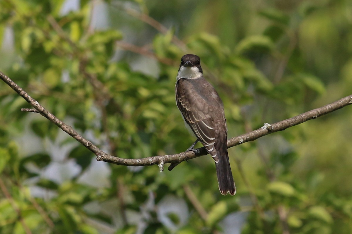 Eastern Kingbird - Myriam Berube