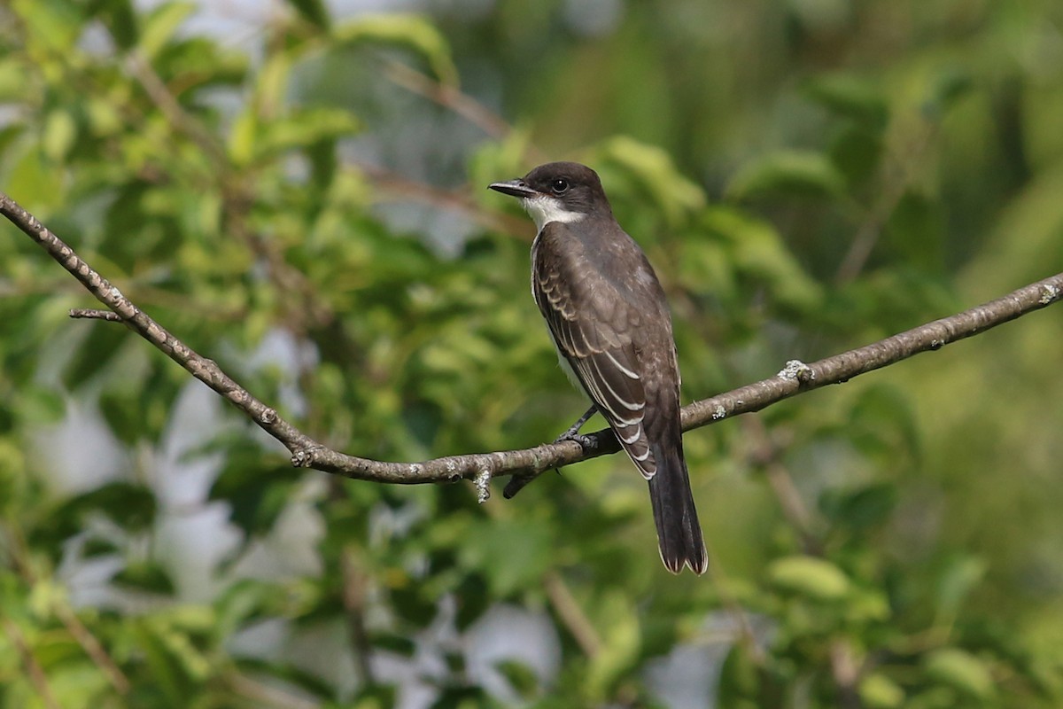 Eastern Kingbird - ML606709951