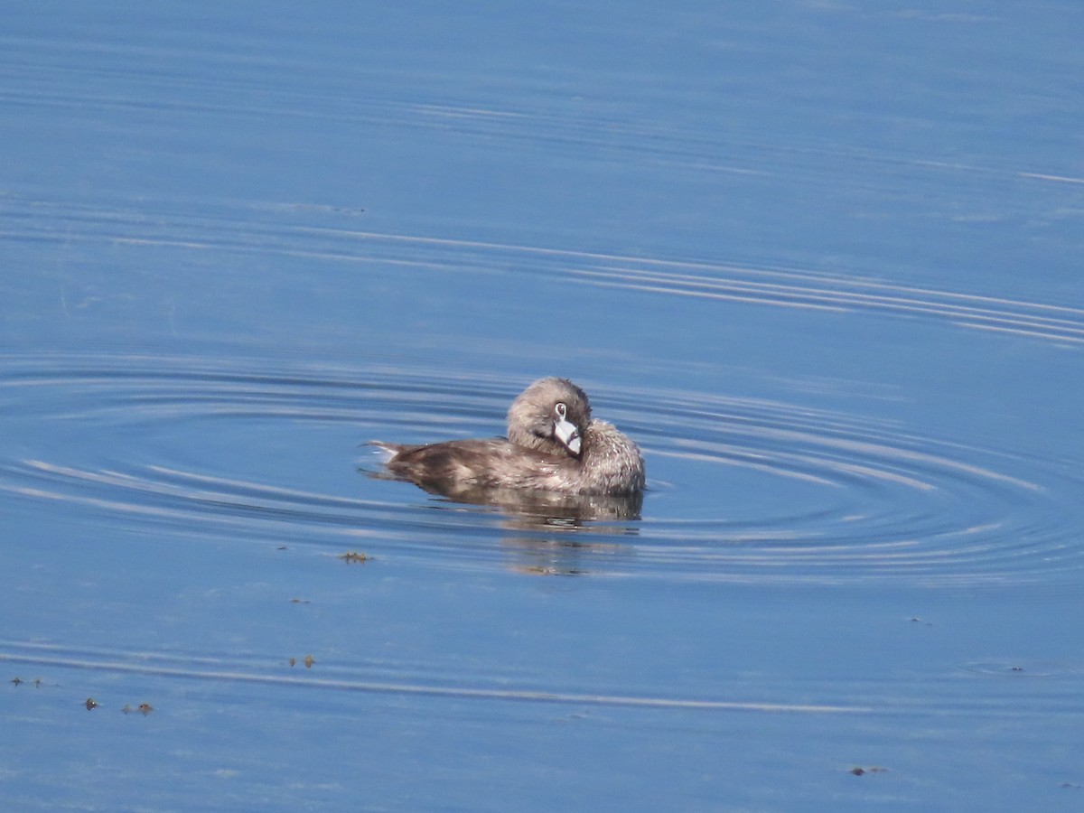 Pied-billed Grebe - ML606710201