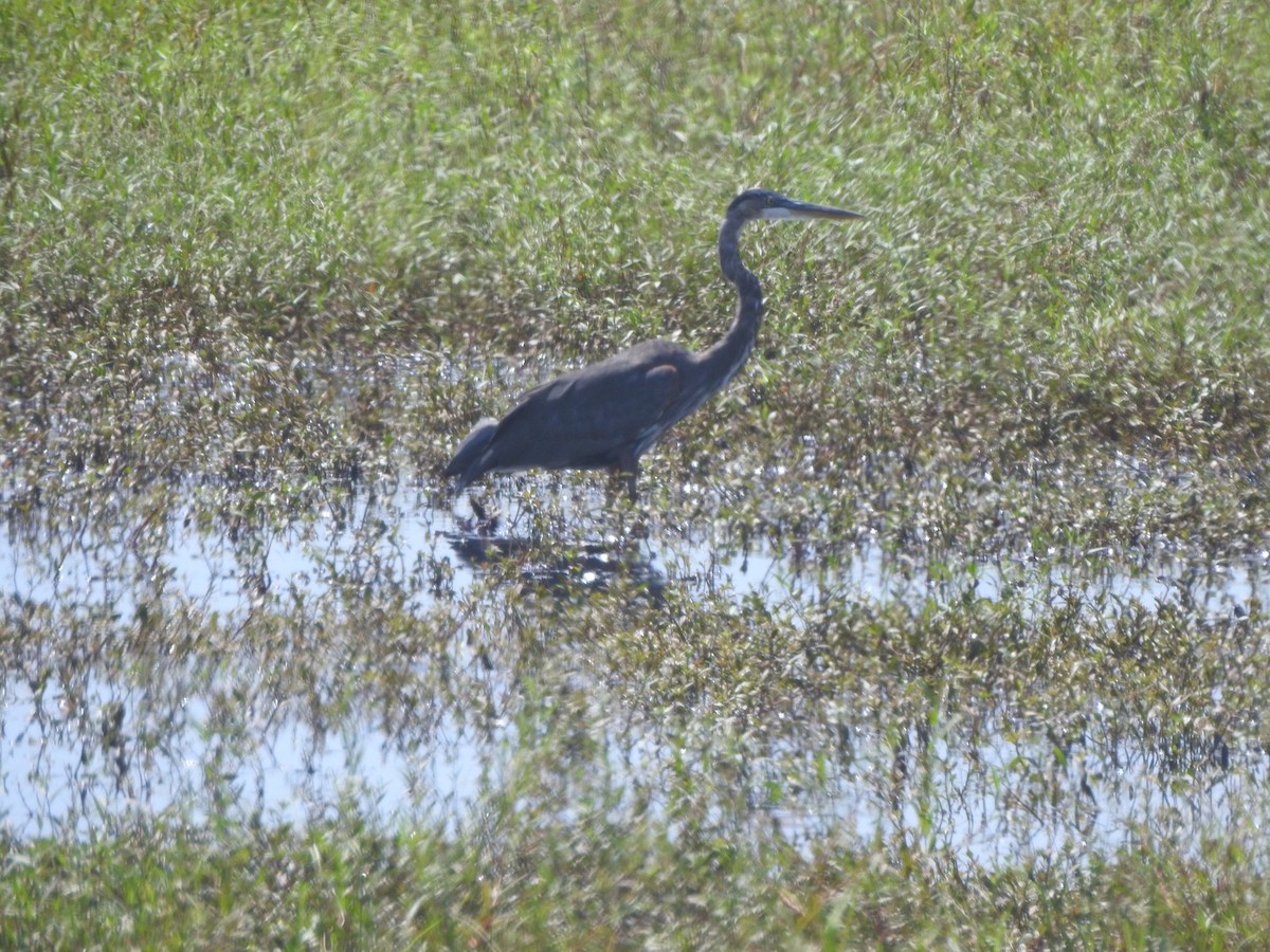 Great Blue Heron - ML606710261