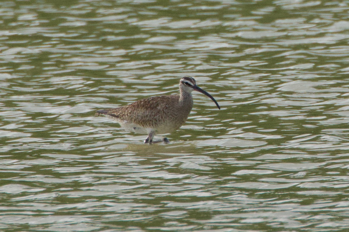 Whimbrel - ML606711121