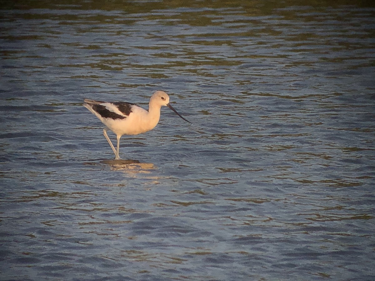 Avocette d'Amérique - ML606711391