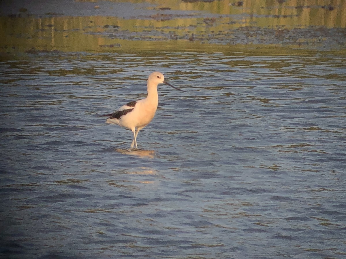 Avocette d'Amérique - ML606711401