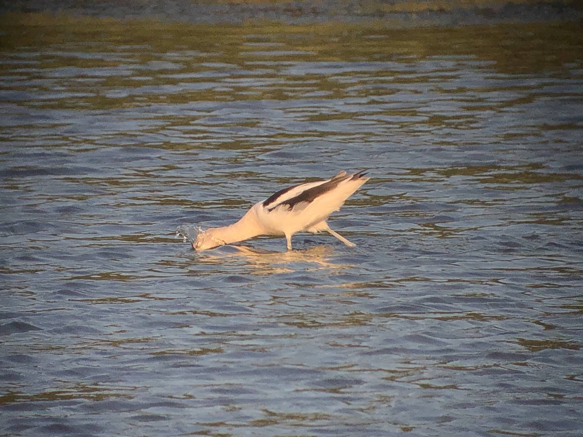 Avocette d'Amérique - ML606711411