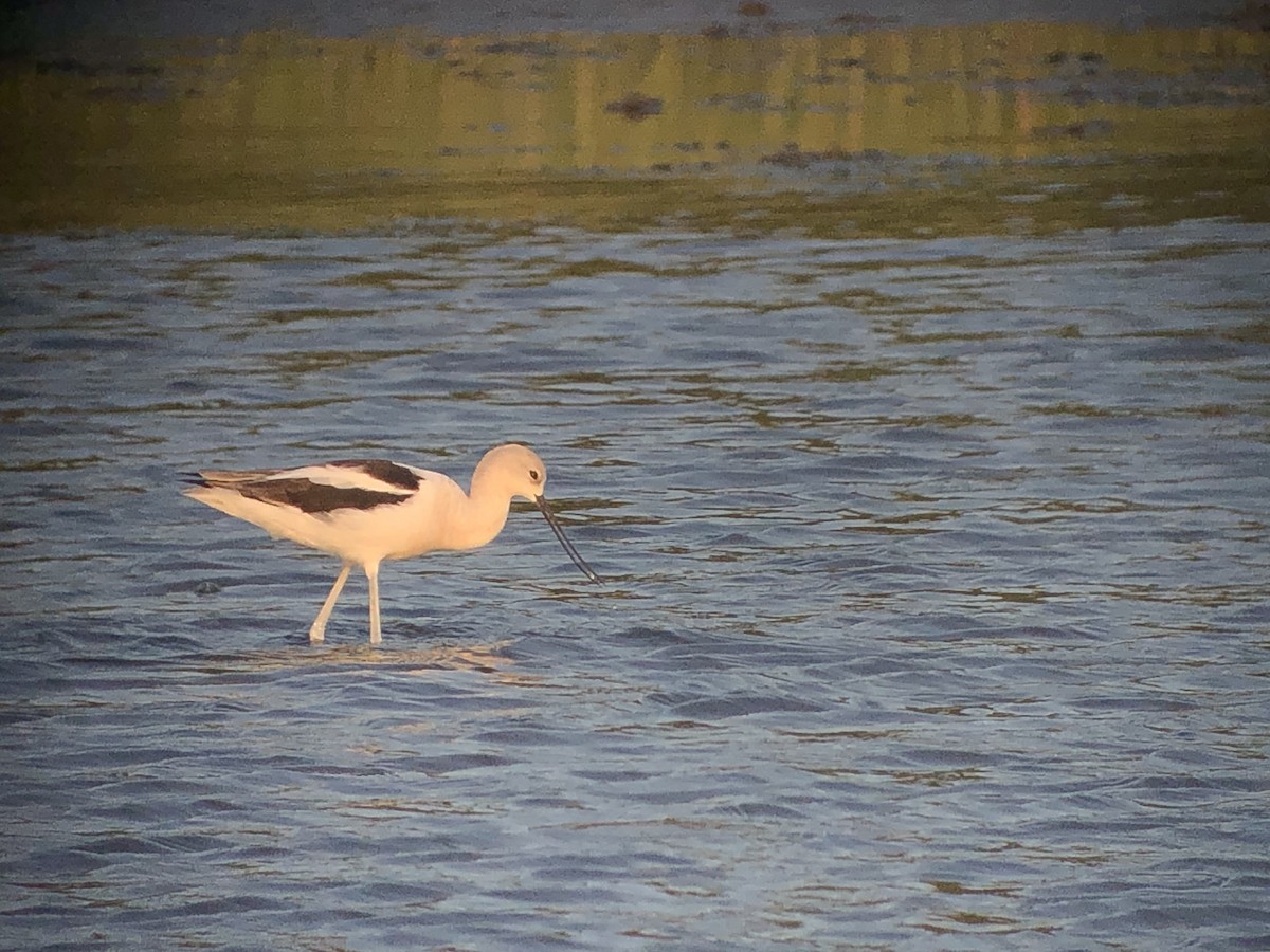 Avocette d'Amérique - ML606711421