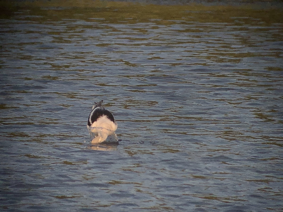 Avocette d'Amérique - ML606711431