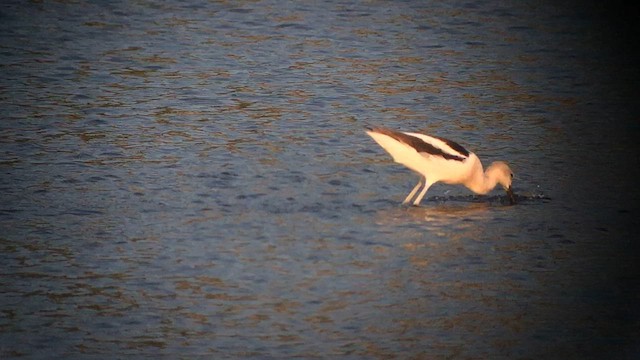 Avocette d'Amérique - ML606711441