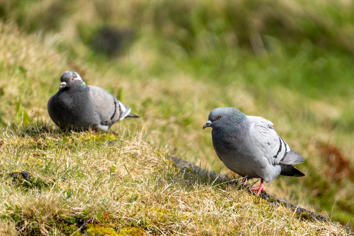 Rock Pigeon - ML606711521