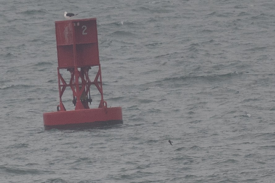 Wilson's Storm-Petrel - ML606711631