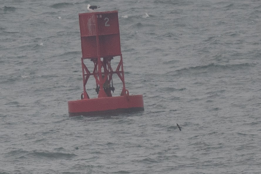 Wilson's Storm-Petrel - ML606711641