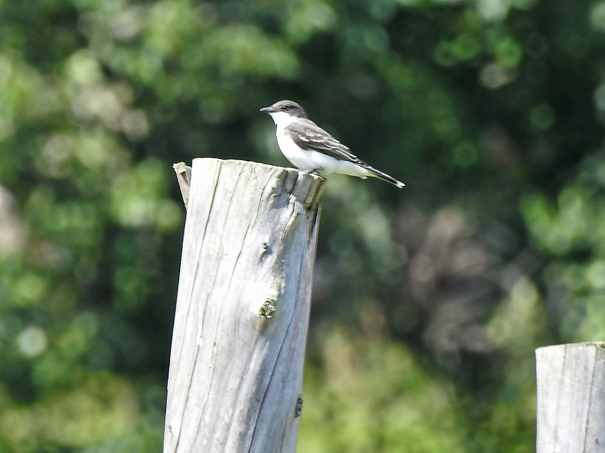 Eastern Kingbird - ML606712421