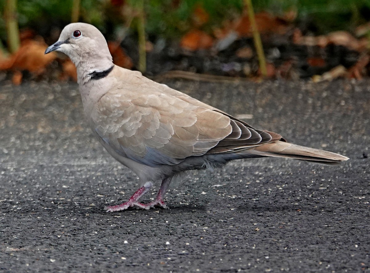 Eurasian Collared-Dove - ML606712501