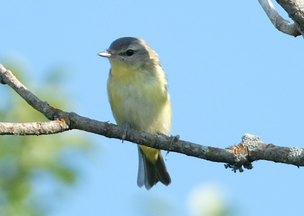 Philadelphia Vireo - ML606712771