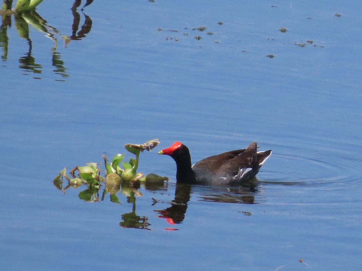 Common Gallinule - ML606712921