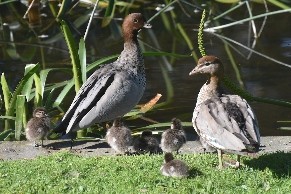 Maned Duck - ML606713551