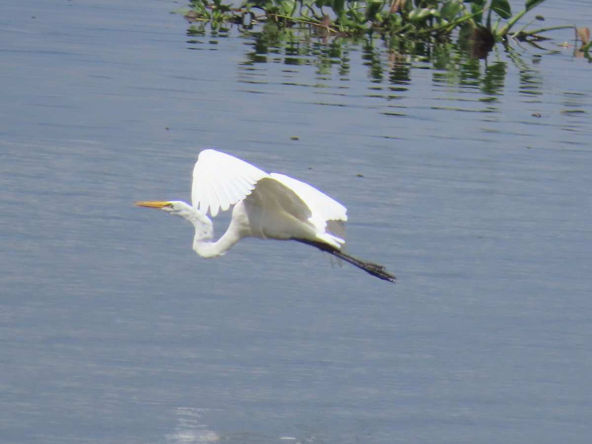 Great Egret - ML606714221