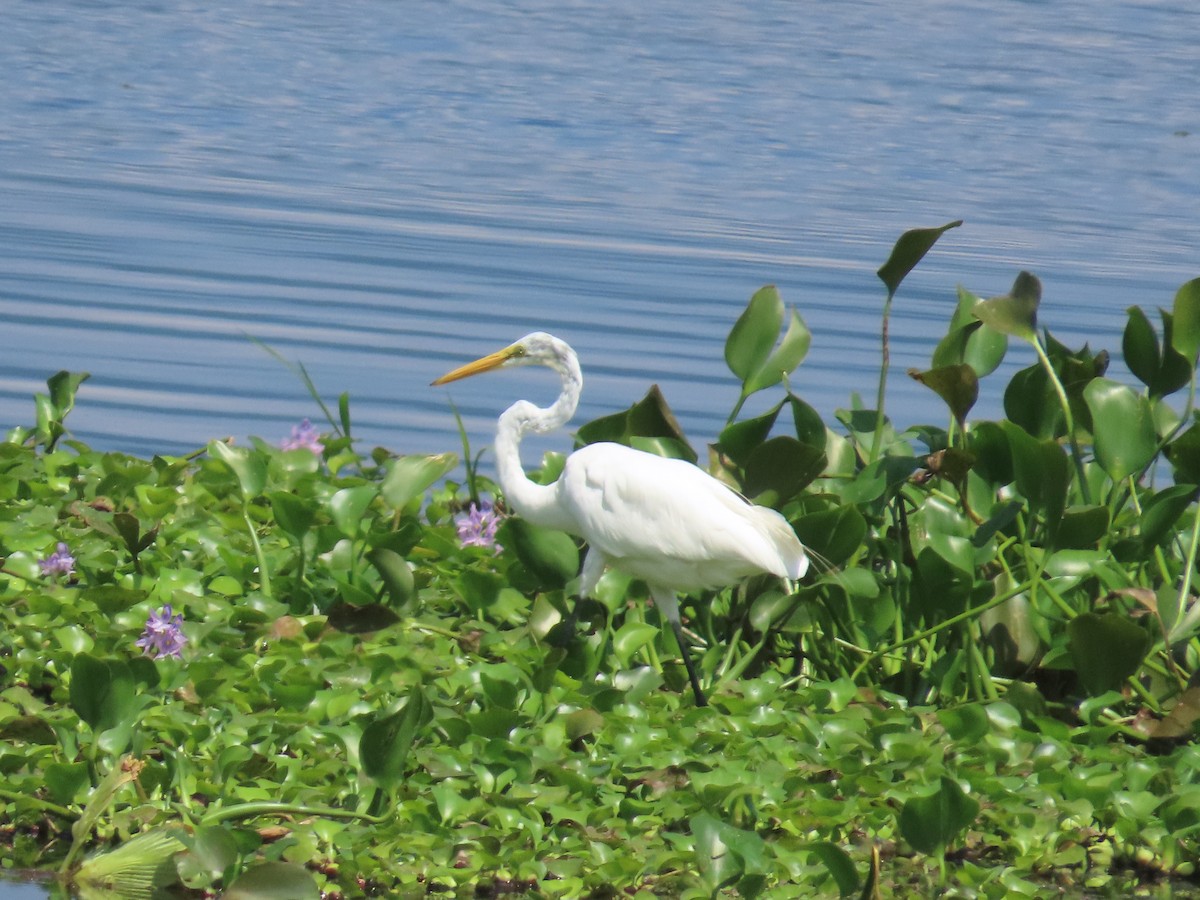 Great Egret - ML606714241