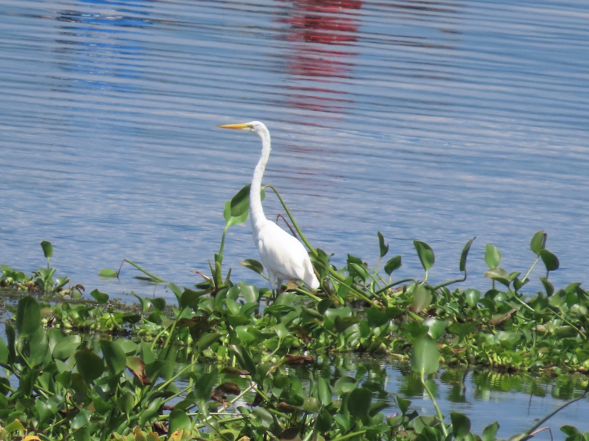 Great Egret - ML606714251