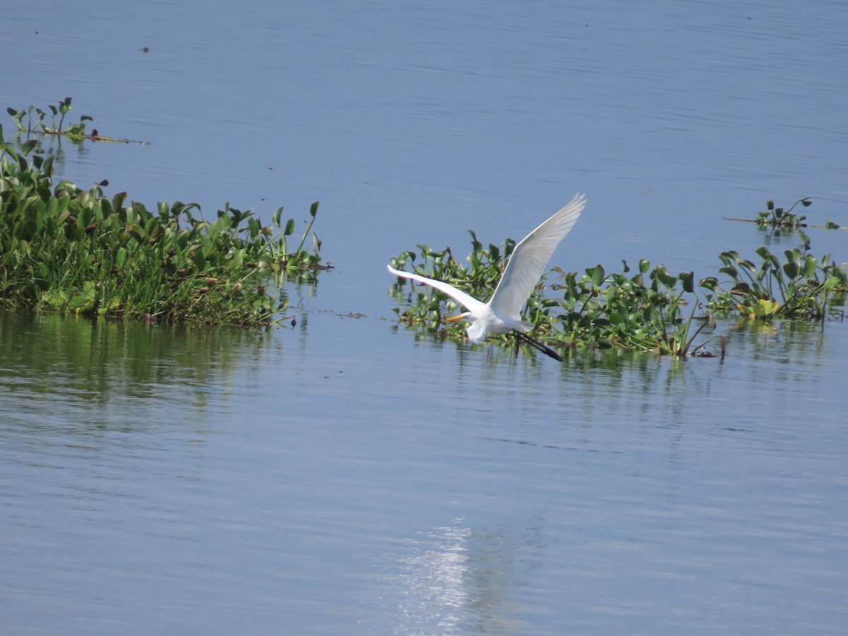 Great Egret - ML606714261