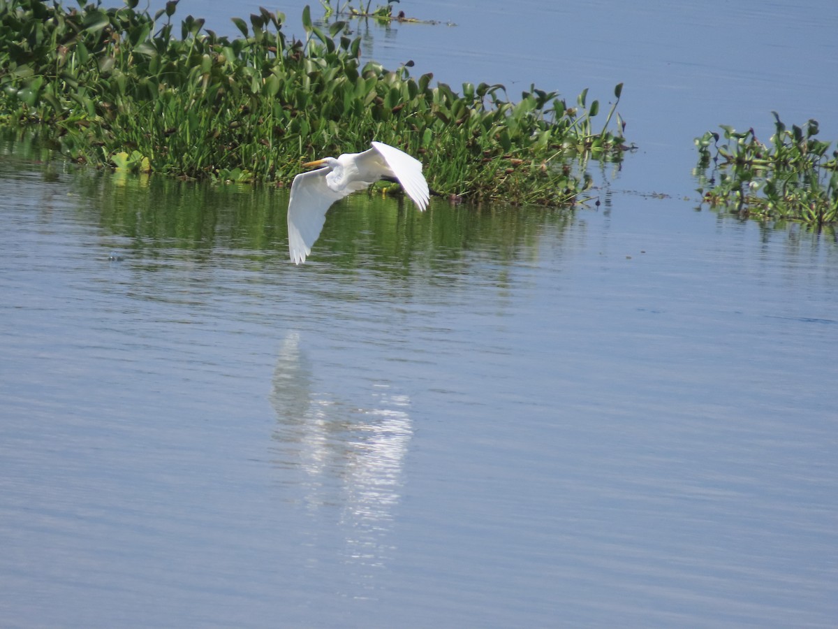 Great Egret - ML606714271